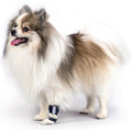 Dog Front Leg Support Brace